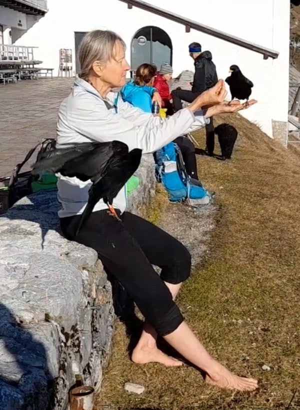 Irene beim Dohlen füttern