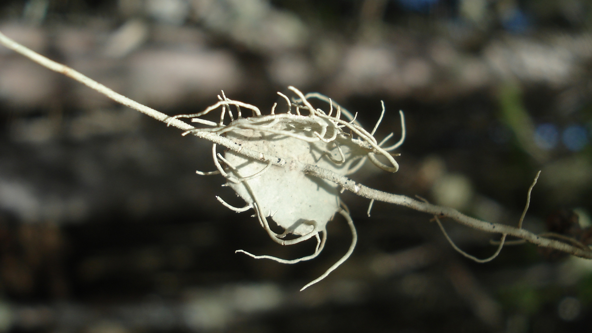Klettertierchen: Sporen der Bartflechte?