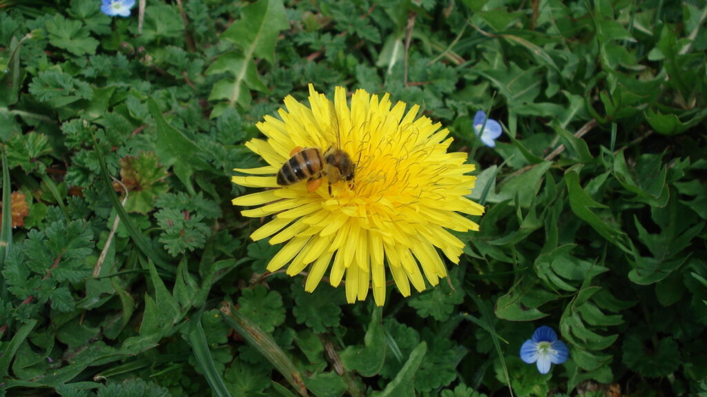 Biene auf Löwenzahnblüte