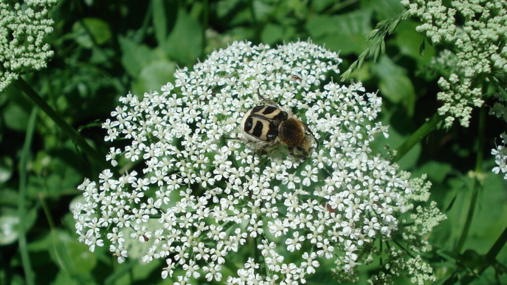 Käfer auf Gierschblüte