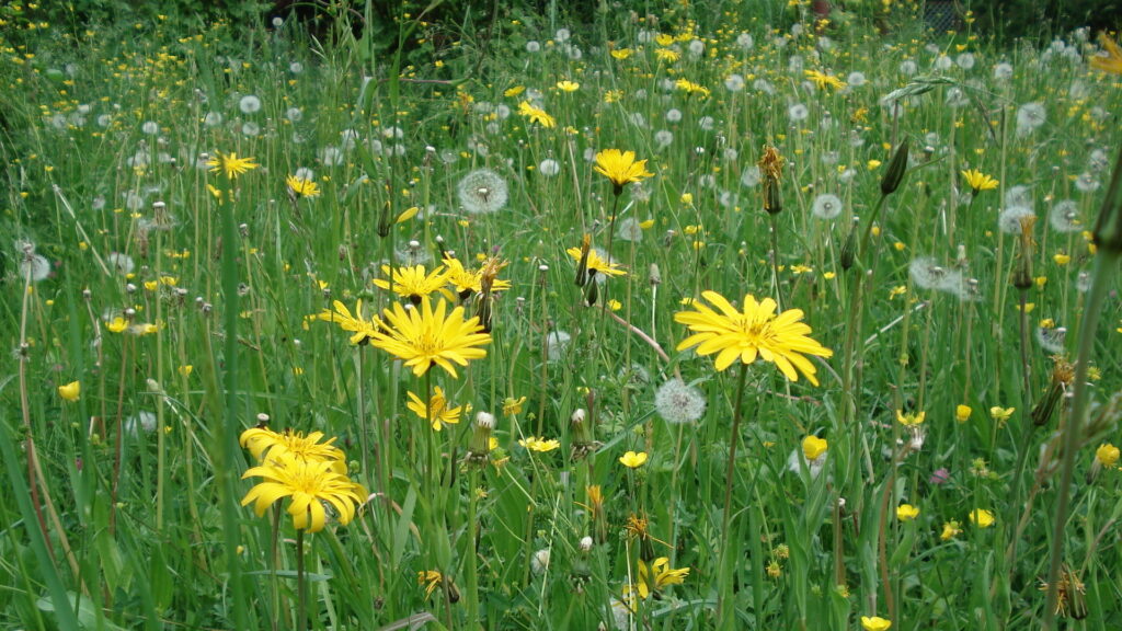 Blumenwiese im Mai