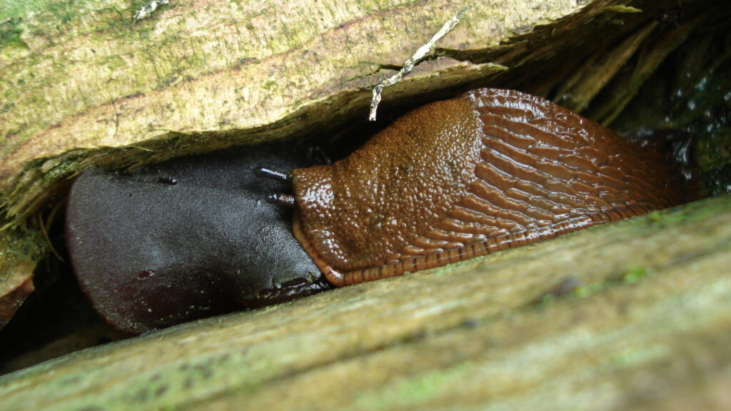 Nacktschnecke mit Judasohr