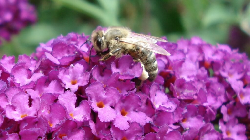 Biene auf Sommerflieder