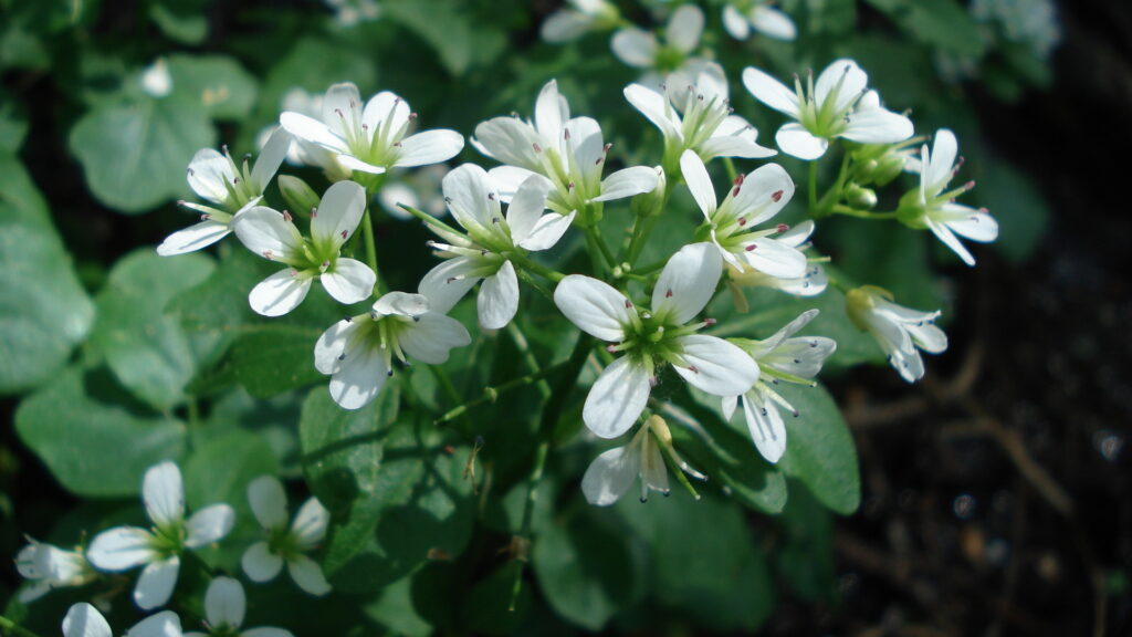 Bitteres Schaumkraut