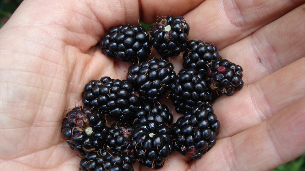 Brombeeren