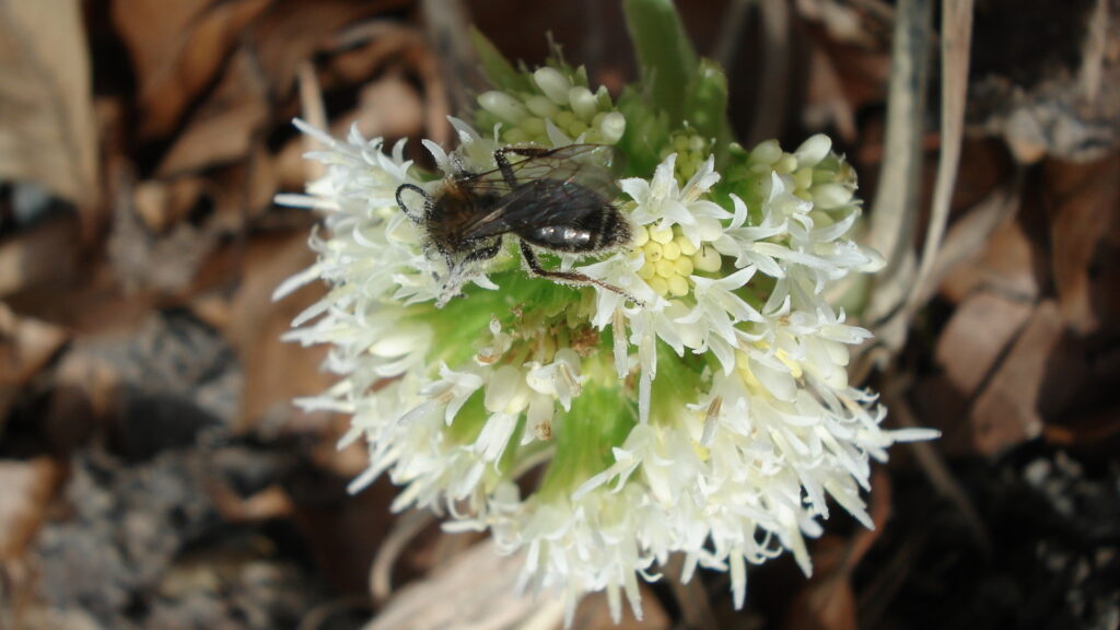 Erdbiene auf Pestwurz