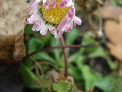 Zerzaustes Gänseblümchen