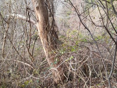 Waldrebe auf abgestorbenem Baum