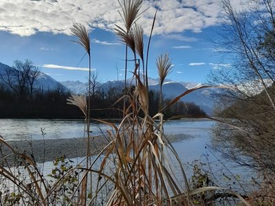 Schilf vor Bergkulisse