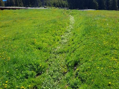 Bachlauf voll Bitterem Schaumkraut