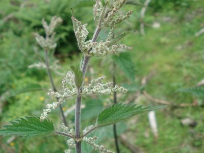 Weibliche Blüten