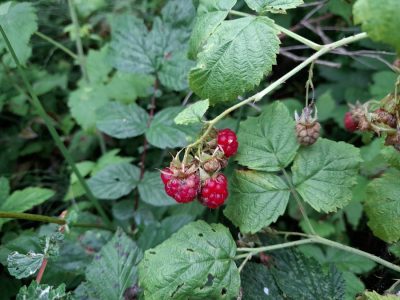 Himbeere