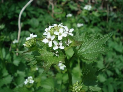Knoblauchsrauke