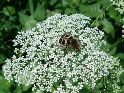 Käfer auf Gierschblüte