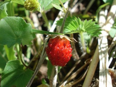 Walderdbeere