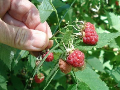Himbeere