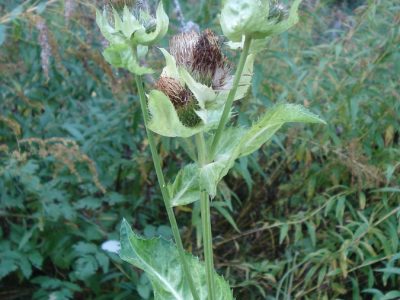 Kohldistel