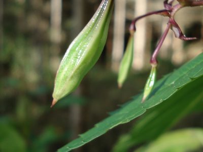 Indisches Springkraut