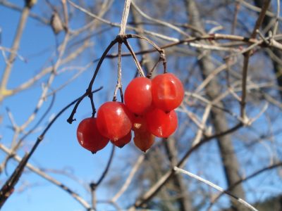 Beeren vom gemeinen Schneeball