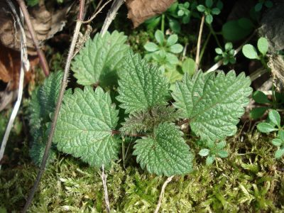 Kräftige Jungpflanze im Frühling