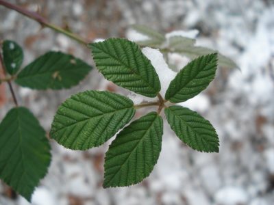 Brombeerblatt Oberseite