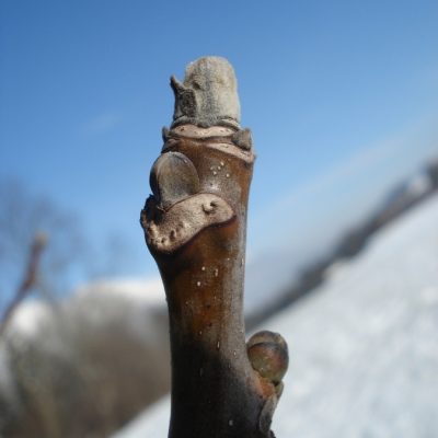 Walnuss mit Knubbelnase