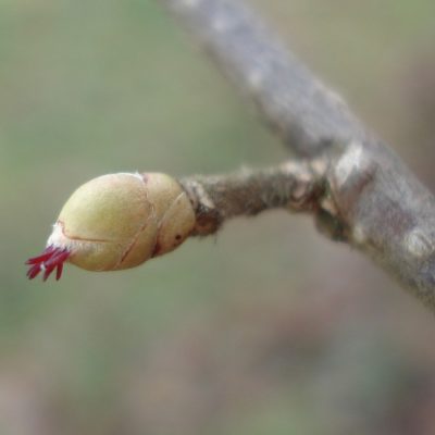 Haselblüte