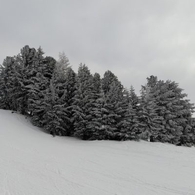 Fichten, Lärchen und Zirben als Weißtanne