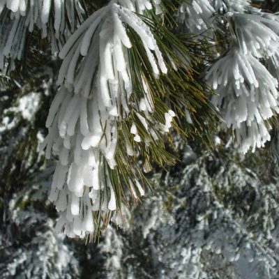 Zirbe im weißen Röckchen