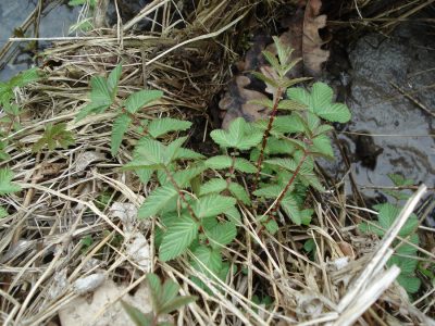 Mädesüßblatt