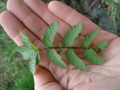 Mädesüßblatt