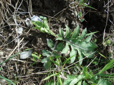 Junge Kohldistel