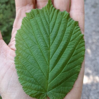Haselblatt