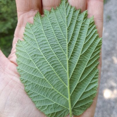 Haselblatt