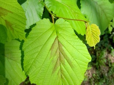 Haselblatt