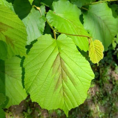 Haselblatt
