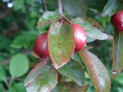 Kirschpflaume