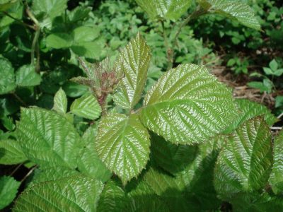 Brombeere