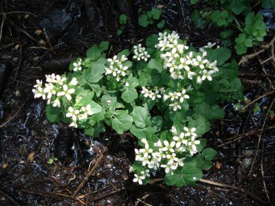 Bitteres Schaumkraut