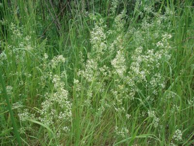 Wiesen-Labkraut