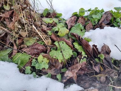 Knoblauchsrauke im Schnee