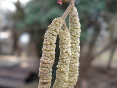 Haselnuss, männliche und weibliche Blüten