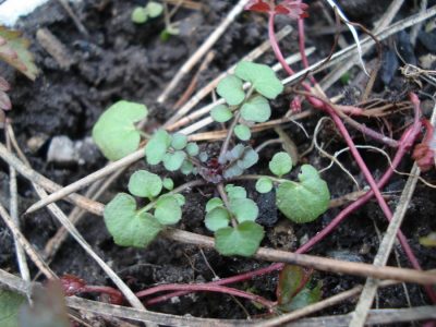 Behaartes Schaumkraut