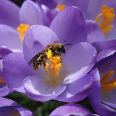 Biene beim Sammeln von Pollen