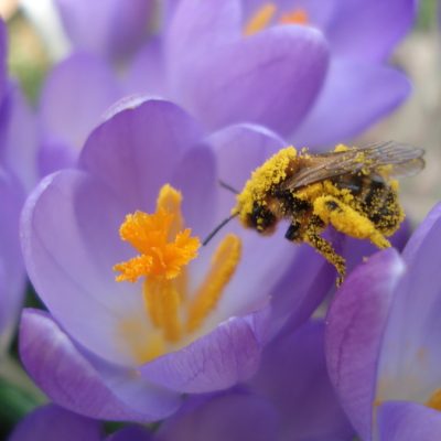 Biene beim Sammeln von Pollen