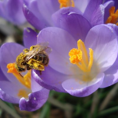 Biene beim Sammeln von Pollen