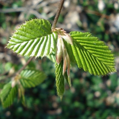 Haselblatt