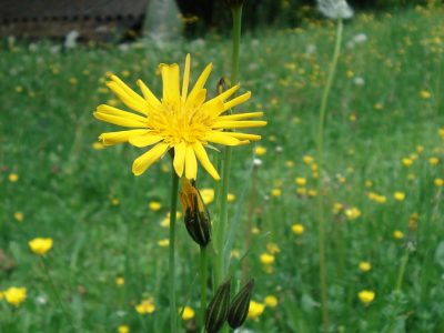 Wiesen-Bocksbart