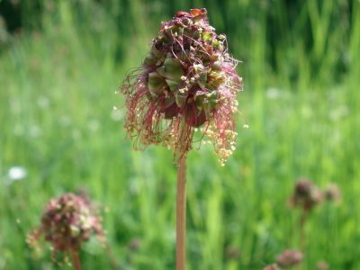 Kleiner Wiesenknopf
