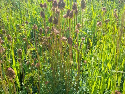 Kleiner Wiesenknopf